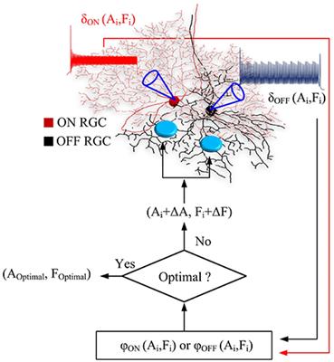 Closed-Loop Efficient Searching of Optimal Electrical Stimulation Parameters for Preferential Excitation of Retinal Ganglion Cells